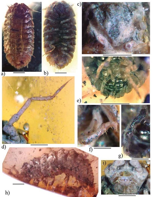 Armadilloniscus miocaenicus sp. nov., (a, b) juvenile paratype (IHNFG-4985) in dorsal and ventral views; (c) Cephalon in frontal view; (d) Second antenna; (e) Pleopod 2-5 and uropods in ventral view; (f) Pereiopod I; (g) Pereiopod VII; (h) ♀ adult holotype (IHNFG-4990) in lateral view; (i) Mouth. Scale bars = 200 &micro;m.