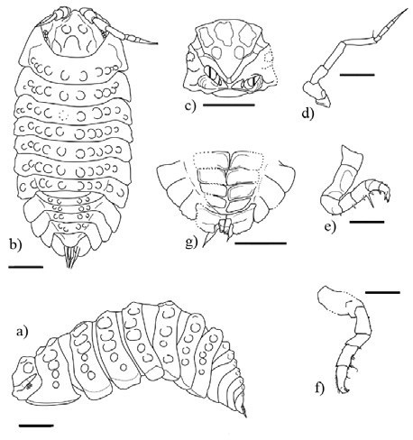 Armadilloniscus miocaenicus sp. nov., (a) ♀ adult holotype (IHNFG-4990) in lateral view; (b) juvenile paratype (IHNFG-4985) in dorsal view; (c) Cephalon in frontal view; (d) Second antenna; (e) Pereiopod I; (f) Pereiopod VII; (g) Pleopod 2-5 and uropods in ventral view. Scale bars = 200 &micro;m.