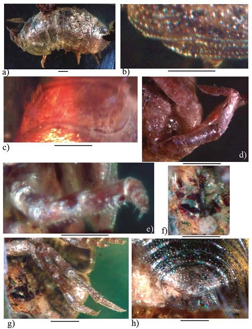 Palaeospherarmadillo mazanticus gen. nov. sp. nov., ♂ adult holotype (IHNFG-4997); (a) General habitus, lateral view; (b) Lateral margin of first coxal plate in ventral view; (c) Cephalon in dorsal view; (d) Antenna; (e) Pereiopod I; (f) Pleopod 3; (g) Pereiopod VII; (h) Pleotelson with uropods, dorsal view. Scale bars = 200 &micro;m.