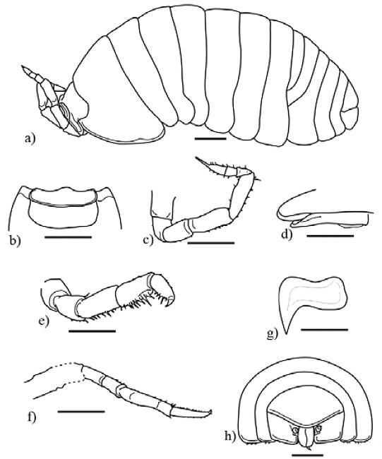 Palaeospherarmadillo mazanticus gen. nov. sp. nov., ♂ adult holotype (IHNFG-4997); (a) General habitus, lateral view; (b) Cephalon in dorsal view; (c) Antenna; (d) Lateral margin of first coxal plate in ventral view; (e) Pereiopod I; (f) Pereiopod VII; (g) Pleopod 3; (h) Pleotelson with uropods, dorsal view. Scale bars = 200 &micro;m.
