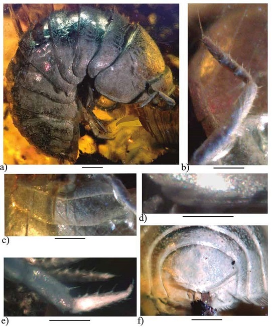 Palaeospherarmadillo rotundus gen. nov. sp. nov., adult holotype (IHNFG-5302); (a) General habitus, lateral view; (b) Antenna; (c) Cephalon in dorsal view; (d) Lateral margin of first coxal plate in ventral view; (e) Merus, carpus, propodus and dactylus of pereiopod VI; (f) Pleotelson with uropods in dorsal view. Scale bar = 200 &micro;m.