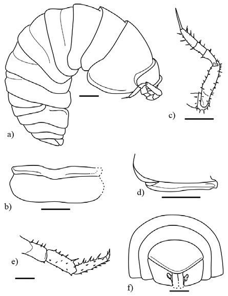 Palaeospherarmadillo rotundus gen. nov. sp. nov., adult holotype (IHNFG-5302); (a) General habitus, lateral view; (b) Cephalon in dorsal view; (c) Antenna; (d) Lateral margin of first coxal plate in ventral view; (e) Merus, carpus, propodus and dactylus of pereiopod VI; (f) Pleotelson with uropods in dorsal view. Scale bars = 200 &micro;m.
