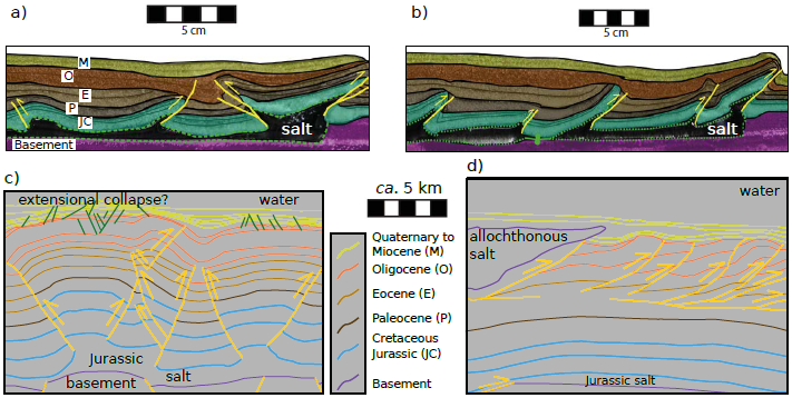 Closeup of the model results illustrating two shortening styles observed in the downdip contraction zone: a) Opposite vergent folds bounded by thrusting, and b) Basinward vergent imbricated thrusting. c), d) Line drawings redrawn from SENER, SHCP, and CNH (2015) showing the shortening styles observed in different zones of the mexican Perdido Fold and Thrust Belt.