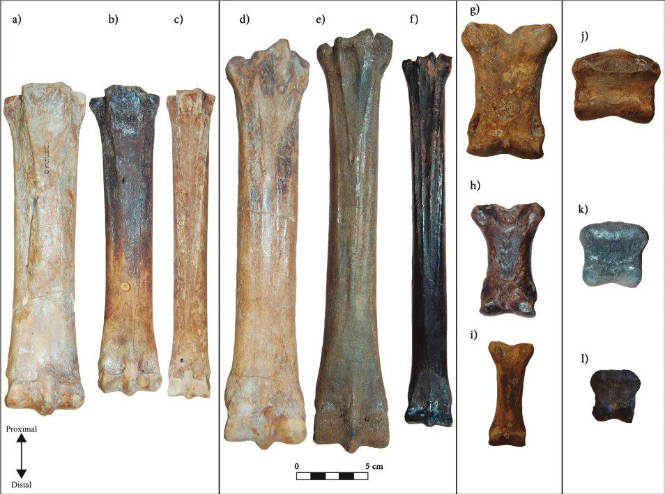 Metapodos y falanges de los equidos Equus mexicanus, E. conversidens y E. cedralensis de La Cinta-Portalitos, La Piedad-Santa Ana y Cedral (Mexico). Metacarpos del tercer digito: a) DP 4024, b) DP 4681, c) Metatarsos del tercer digito: DP 2872, d) DP 3065, e) CPOEI 104, f) UM 1; Falanges primeras del tercer digito: g) DP 3090, h) UM 479, i) DP 3171; Falanges segundas del tercer digito: j) DP 4165, k) UM 914, l) UM 909.