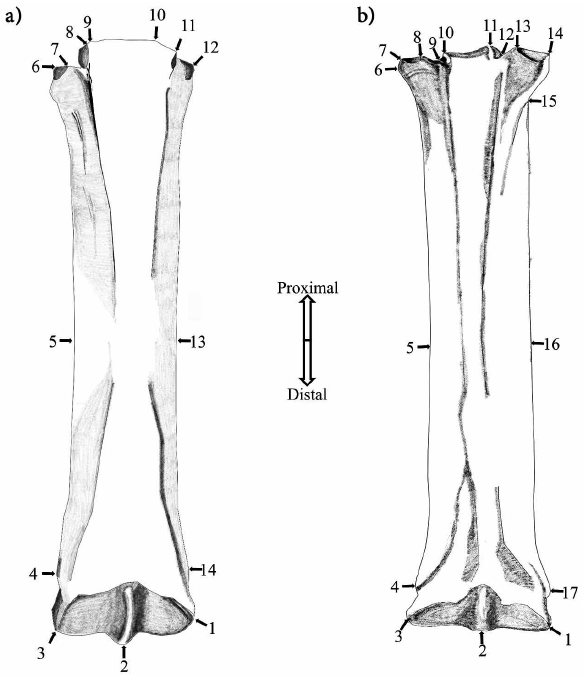 Landmarks de los Metacarpos y Metatarso terceros