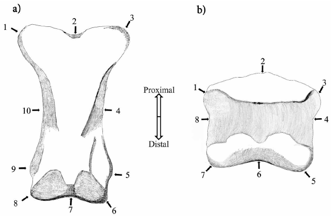 Landmarks de la primera y segunda falange del tercer digito
