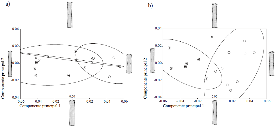 Representaci&oacute;n grafica del an&aacute;lisis de componentes principales, realizados sobre: a) MCIII, metacarpo del tercer digito; b) MTIII, metatarso del tercer digito. Elipses de densidad del 95%. S&iacute;mbolos: asterisco = Equus cedralensis; triangulo = E. conversidens; circulo = E. mexicanus.