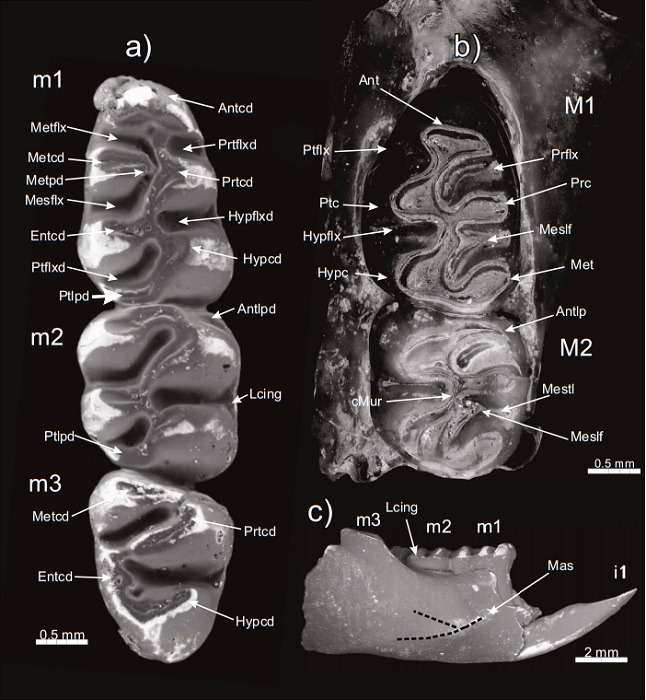 Mandible, lower and upper teeth of Prosigmodon tecolotum. a) occlusal view of holotype MPGJ 3638, right jaw with i1-m3. b) paratype MPGJ 3334, left maxillary with M1-M2; c) labial view of holotype MPGJ 3638, right jaw with i1-m3. Abbreviations of lower elements (m1, m2 and m3): Antcd, anteroconid; Antlpd, anterolophid; Entcd, entoconid; Hypflxd, hypoflexid; Hypcd, hypoconid; Lcing, labial cingulum; Mas, masseteric ridge (dotted line superior and inferior masseteric ridges); Mesflx, mesoflexid; Metcd, metaconid; Metpd, metalophid; Metflx, metaflexid; Prtcd, protoconid; Ptflxd, posteroflexid; Ptlpd, posterolophid; Prtflxd, protoflexid. Abbreviations of upper teeth (M1, M2 and M3): Ant, anterocone; Prflx, paraflexus; Prc, paracone; Mesflx, mesoflexus; Met, metacone; Ptflx, protoflexus; Ptc, protocone; Hypflx, hypoflexus; Hypc, hypocone; Antlp, anteroloph; Meslf, mesoloph; Mestl, mesostyle; cMur, central mure. Mandible, lower and upper teeth of Prosigmodon tecolotum.