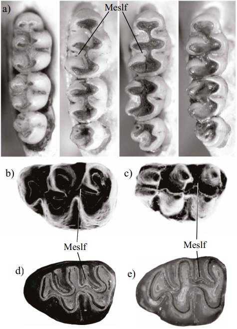 Comparison of mesoloph development in M1 of different Cricetidae species. a) Calassomys apicalis (Sigmodontinae) from Brazil (fig. 4 of Pardi�as et al., 2014), b) Copemys sp. (Democricetodontini) (fig. 1A of Jacobs and Lindsay, 1984), c) Megacricetodon cf. sinensis (Megacricetodontini) (fig. 1B of Jacobs and Lindsay, 1984), d-e) Prosigmodon tecolotum (MPGJ 3344, MPGJ 3334 respectively). Meslf=Mesoloph.