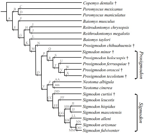 Most parsimonious phylogenetic tree (77.183 steps, CI=0.693 and RI= 0.876) of Prosigmodon, Sigmodon and Neotomini species included in this work. Letters and nodes are synapomorphies or autapomorphies. The descriptions of the nodes are in Supplementary Table A4. (&dagger;)=Extinct taxon.