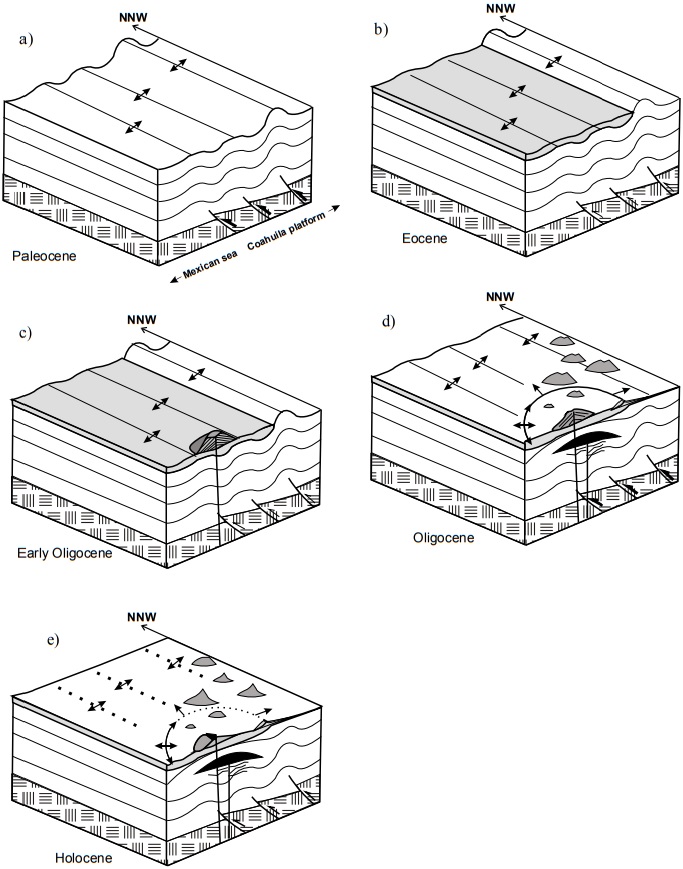 Cartoon illustrating the evolution of the Mercurio structural dome during the Cenozoic. a) It is assumed that Laramide deformation started prior to the accumulation of the volcano-sedimentary succession during the Paleocene. b) Deposit of litharenites occurred in the Mexican Foreland Basin, prior to the end of Laramide deformation. c) Magmatism in the area during the Oligocene overwhelmed clastic sedimentation. d) Subvolcanic emplacement of the intrusive body during the Oligocene refolded the Ypresian sediments and ignimbrites. e) Currently, the gently folded Eocene sediments are masked by alluvial and eolian deposits outside the deformation fringe of the dome.
