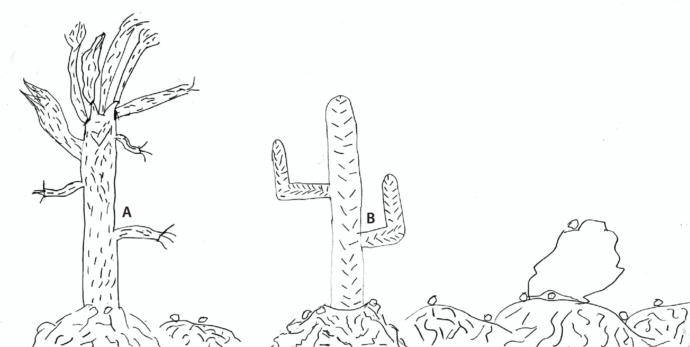 &ldquo;O cinza da Caatinga&rdquo;.