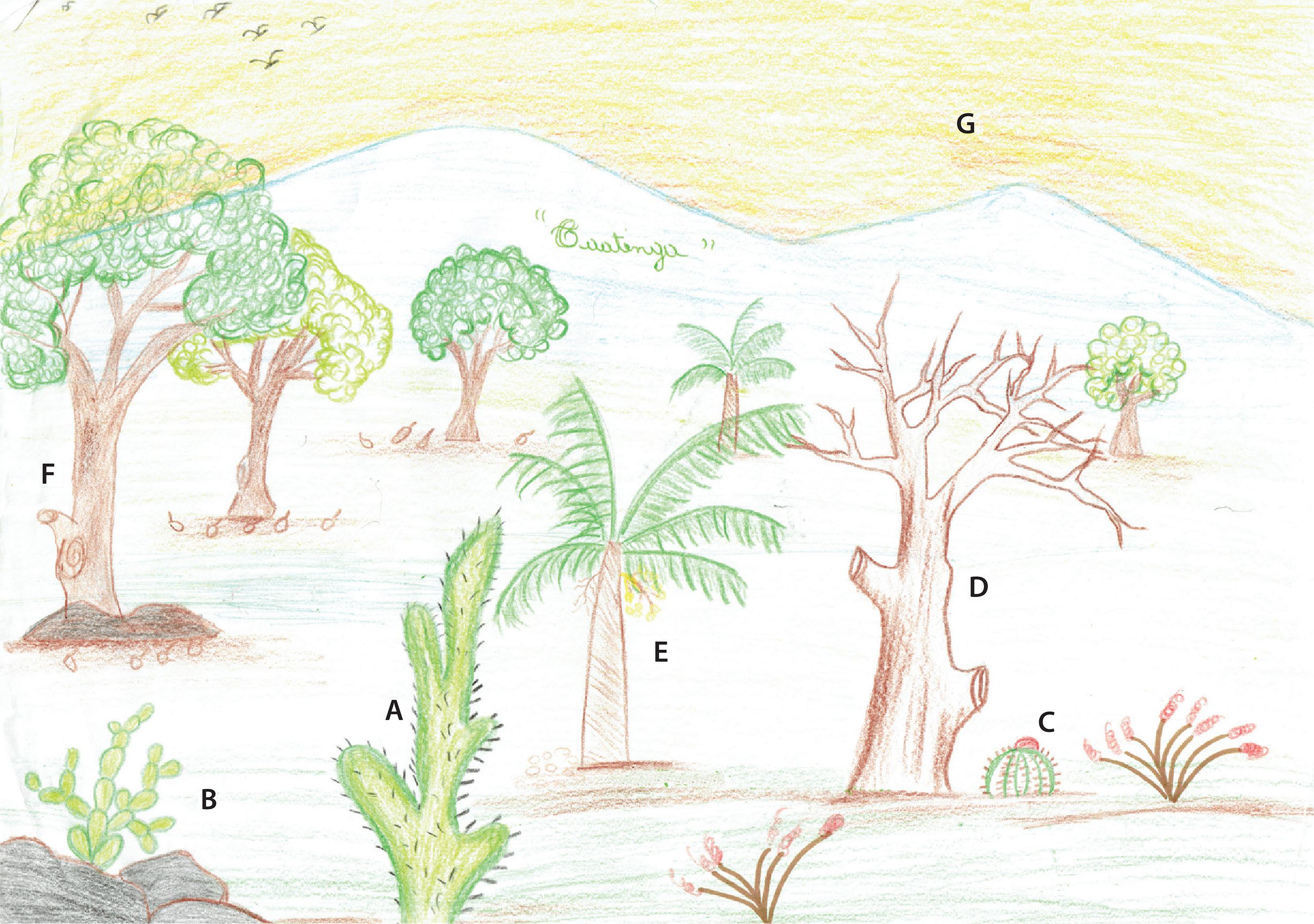&ldquo;Caatinga &eacute; flora&rdquo;.