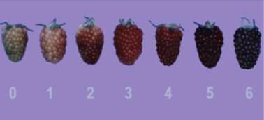 Escala de color de la mora de castilla