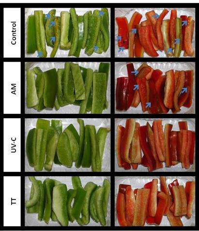 Apariencia en pimiento verde y rojo fresco cortado almacenado en AM, tratado con radiación UV (20,0 kJ m-2) o tratado térmicamente (TT, 45 °C, 3 min) y almacenado a 5 °C por 12 d. Las flechas azules indican zonas dañadas (podredumbre blanda o maceración).