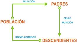 Ciclo de la evoluci&oacute;n de un AG