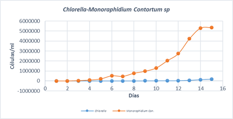 Cinética de crecimiento del consorcio Chlorella/Monoraphidium Contortum sp en medio BBM mediante conteo celular