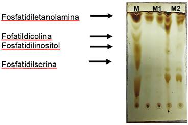 Identificación de compuestos lipídicos empleando como marcador lecitina de soya