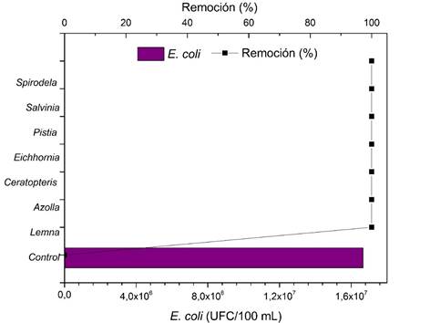 Efecto del bioensayo con diferentes especies de plantas sobre la concentraci&oacute;n de E. coli en las aguas servidas. ▪ Indica el porcentaje de eficiencia de cada planta en la eliminaci&oacute;n de E. coli.