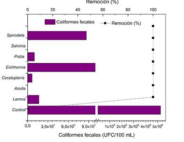 Efecto del bioensayo con diferentes especies de plantas sobre la concentraci&oacute;n de coliformes totales en las aguas servidas. ▪ Indica el porcentaje de eficiencia de cada planta en la eliminaci&oacute;n de coliformes totales.