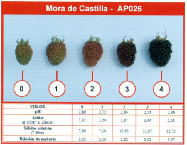 Color de la fruta a cosechar seg&uacute;n especificaciones