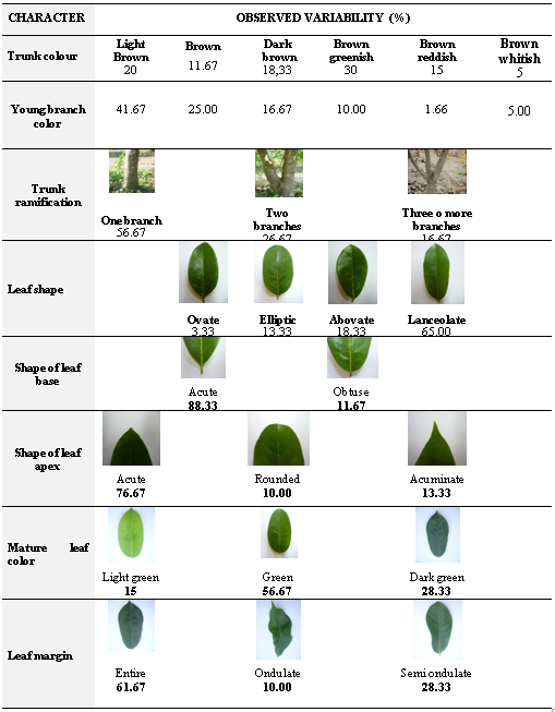 Qualitative morphological descriptors of 60 accessions in situ of soursop germplasm from southern of Manab&iacute;, Ecuafor.