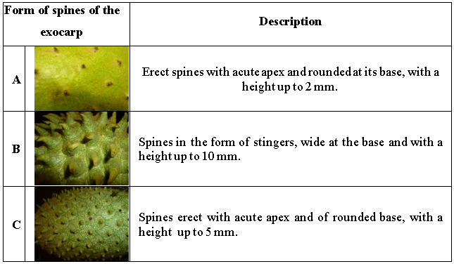 Forms of spines of the exocarp that predominate in the in situ soursop germplasm from southern of Manab&iacute; Ecuador