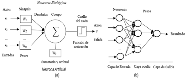 (a) Similitudes entre la red neuronal biol&oacute;gica y RNA.