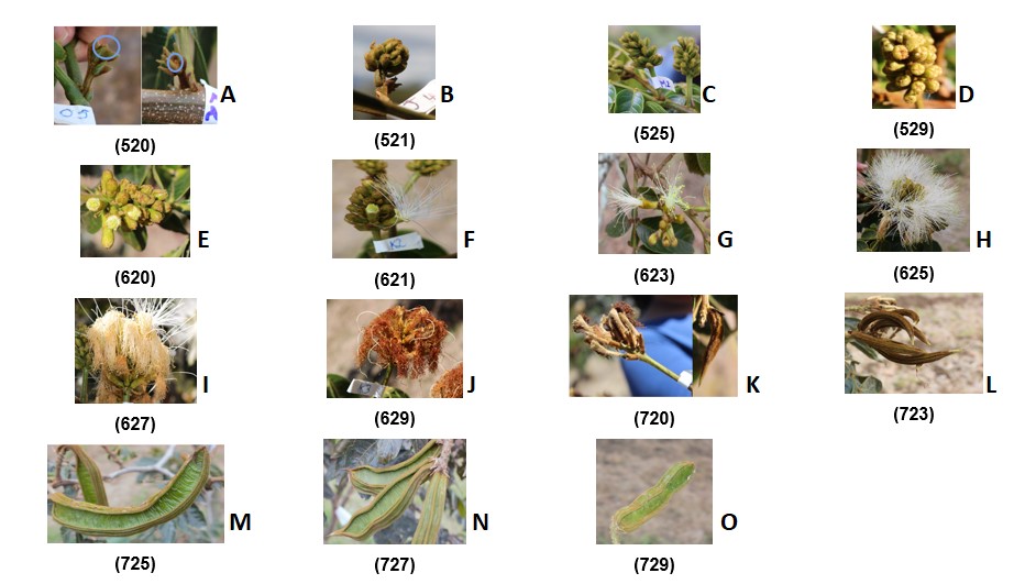 Escala visual de las estructuras reproductivas de la planta de la guaba de acuerdo con la escala BBCH en Nay&oacute;n