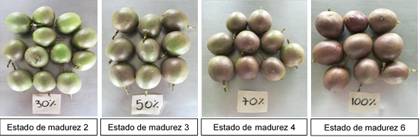 Clasificación de la gulupa según su estado de madurez