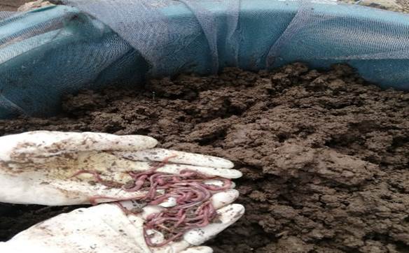 Adaptaci&oacute;n de la Eisenia foetida