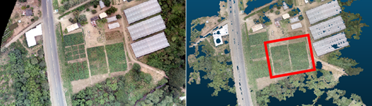 A la izquierda la ortofoto que muestra un cultivo experimental de algodn y a la derecha la nube de puntos, resaltando en rojo las parcelas de inters
