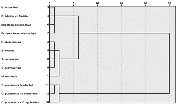 Dendrogram of the production and chemical composition of the grasses during the summer