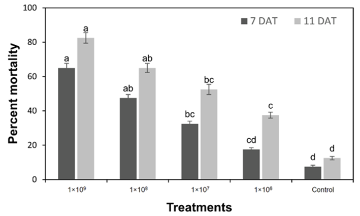Percent mortality (means�SE) of sawfly larvae after application of different concentrations of Metarhizium anisopliae at 7 and 11 days of applications, means sharing similar letters are not significantly different at P > 0.05.