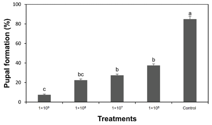 Percent pupal formation (means�SE) of sawfly after application of different concentrations of Metarhizium anisopliae, means sharing the same letters are not significantly different at P > 0.05.