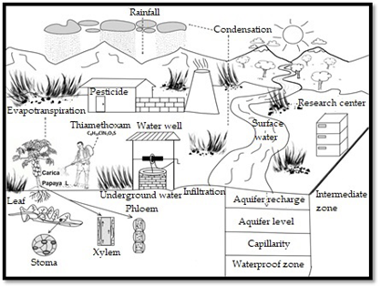 Mobility of thiamethoxam in the papaya agroecosystem (by Eulises Megchn-Garca and Juan Valente Megchn-Garca)