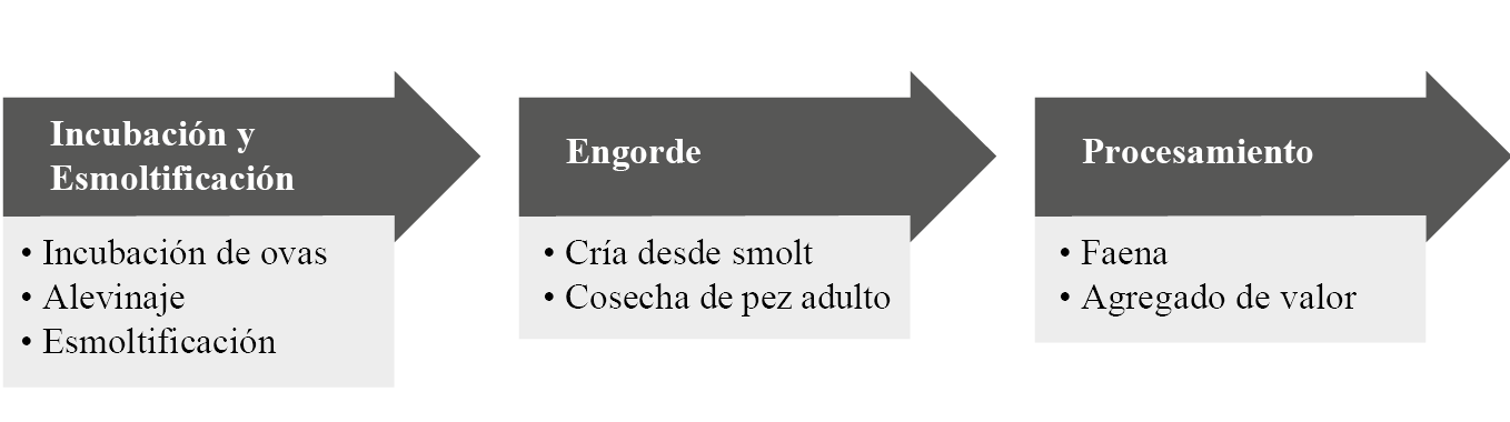 Proceso productivo para la producción de salmón
