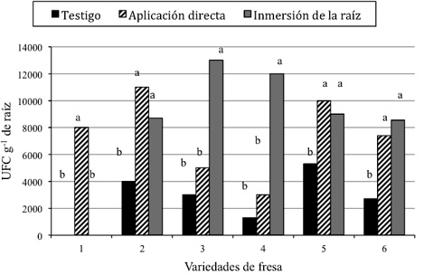 Población de bacterias solubilizadoras de fosfatos en la raíz de cinco variedades de fresa (1 = CP-Zamorana, 2 = CP-Jacona, 3 = CP-06-15, 4 = CP-LE-7, 5 = Festival y 6 = Promedio de variedades) con dos métodos de inoculación de RPCV. Columnas con diferente letra para la misma variedad o para promedio de todas las variedades son estadísticamente distintas (Tukey, α = 0.05).