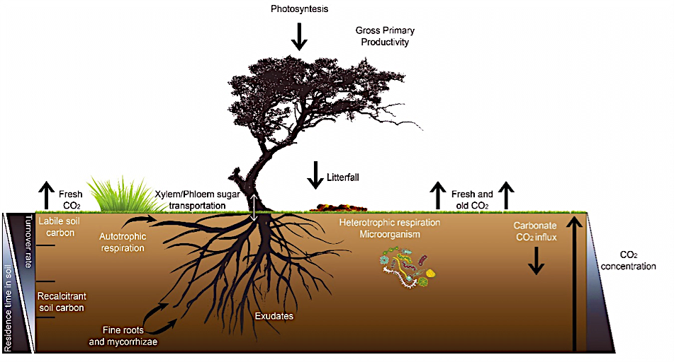 Schematic representation of the main components of soil respiration. Autotrophic respiration is mainly controlled by carbon allocation by the xylem/phloem transport, meanwhile heterotrophic respiration is controlled by substrate availability; however, both fluxes are temperature and moisture dependent. The scales on the sides represent a gradient, being darker the highest and clearer the lowest. This figure was recreated after the conceptual models of Ryan and Law 2005; Kuzyakov and Gavrichkova, 2010; Br&uuml;ggemann et al., 2011. Figure produced by Lluvia B. Vargas-Gast&eacute;lum.