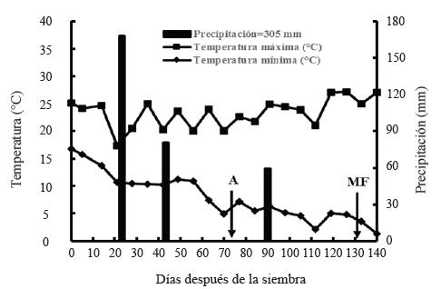 Temperatura m&aacute;xima y m&iacute;nima promedio semanal, y precipitaci&oacute;n semanal acumulada durante el ciclo oto&ntilde;o-invierno 2013-2014. San Crist&oacute;bal Suchixtlahuaca, Oaxaca. A = antesis o floraci&oacute;n y MF = madurez fisiol&oacute;gica.