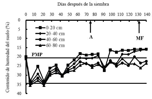 Contenido h&iacute;drico ed&aacute;fico en los estratos de 0-20 (a), 20-40 (b), 40-60 (c) y 60-80 cm (d) bajo condiciones de secano en el ciclo oto&ntilde;o-invierno 2013-2014. San Crist&oacute;bal Suchixtlahuaca, Oaxaca. A = antesis o floraci&oacute;n y MF = madurez fisiol&oacute;gica.