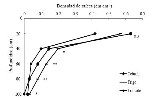 Densidad radical en diferentes estratos del suelo, de los cultivos de cebada, trigo y triticale en condiciones de secano, en el ciclo oto&ntilde;o-invierno 2013-2014. San Crist&oacute;bal Suchixtlahuaca, Oaxaca. **(P &le; 0.01); *(P &le; 0.05); n.s. = no significativo.