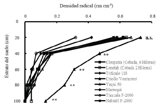 Densidad radical determinada en diferentes estratos del suelo en distintos genotipos de cebada, trigo y triticale en condiciones de secano, en el ciclo oto&ntilde;o-invierno 2013-2014. San Crist&oacute;bal Suchixtlahuaca, Oaxaca. **(P &le; 0.01); n.s. = no significativo.
