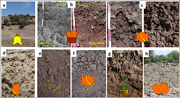 Tipos de suelos de los barrios estudiados y su posible representaci&oacute;n pict&oacute;rica en el CSMA: a) Tlaixtli, suelos de colina o sin uso; b) Tepetlatlalli, suelos de terrazas o de regolita; c) Tezoquitl, tierras con agregados subangulares/granulares, duros; d) Tlalcoxtli, tierras polvosas; e) tierras con agregados granulares suaves; f) tierras de aluvi&oacute;n pasivo donde se combina Tezoquitl/Xalalli; g) tierras de aluvi&oacute;n activo; h) tierras pedregosas.