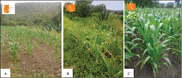 A) Tierra de Tlalcoztli (Regosols); B) Tezoquitl (Regosols); C) Tezoquitl/Xalalli (Fluvisols) en cultivo de ma&iacute;z.