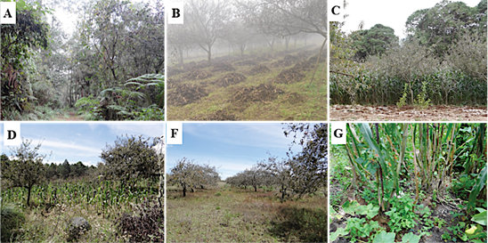 (A) Bosque mes&oacute;filo de monta&ntilde;a (BMM); (B) Sistema agroforestal: con enmiendas org&aacute;nicas; (C) Agr&iacute;cola con cero labranza; (D) Agr&iacute;cola con labranza m&iacute;nima; (F) Huerto de manzana abandonado; (G) Asociaciones ma&iacute;z-frijol- haba-calabaza-&aacute;rboles frutales.