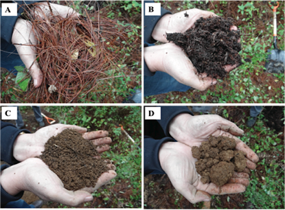 Desarrollo estructural de Andosols bajo BMM. A) y B) Horizonte org&aacute;nico con diferente grado de descomposici&oacute;n; C) y D) agregados migajosos y bloque subangulares.