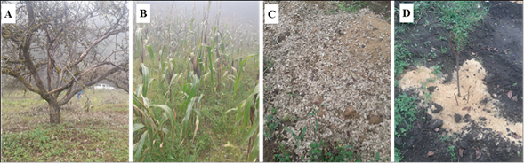 Problemas comunes en los sistemas agroforestales y agr&iacute;colas. A) Incidencia de plagas; B) Deficiencias nutrimentales en sistemas agr&iacute;colas. Malas pr&aacute;cticas agron&oacute;micas: C) aplicaci&oacute;n de residuos de c&aacute;scara de semilla de calabaza; D) aplicaci&oacute;n de aserr&iacute;n.