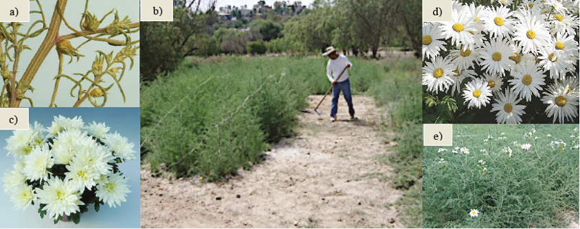 (a y b) Salsola collina o &ldquo;rodadora&rdquo;; (c) flores blancas de crisantemo (Chrysanthemum parthenium var. Satimex); (d) flores blancas de margarita (Chrysanthemun leaucanthemum); (e) establecimiento del experimento.