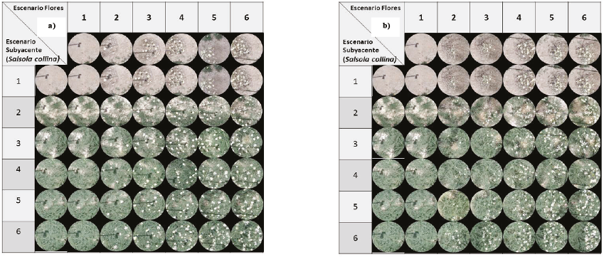 Conjunto fotogr&aacute;fico de AEM, para los dos tipos de distribuci&oacute;n espacial de las flores, aleatorio y en grupos.